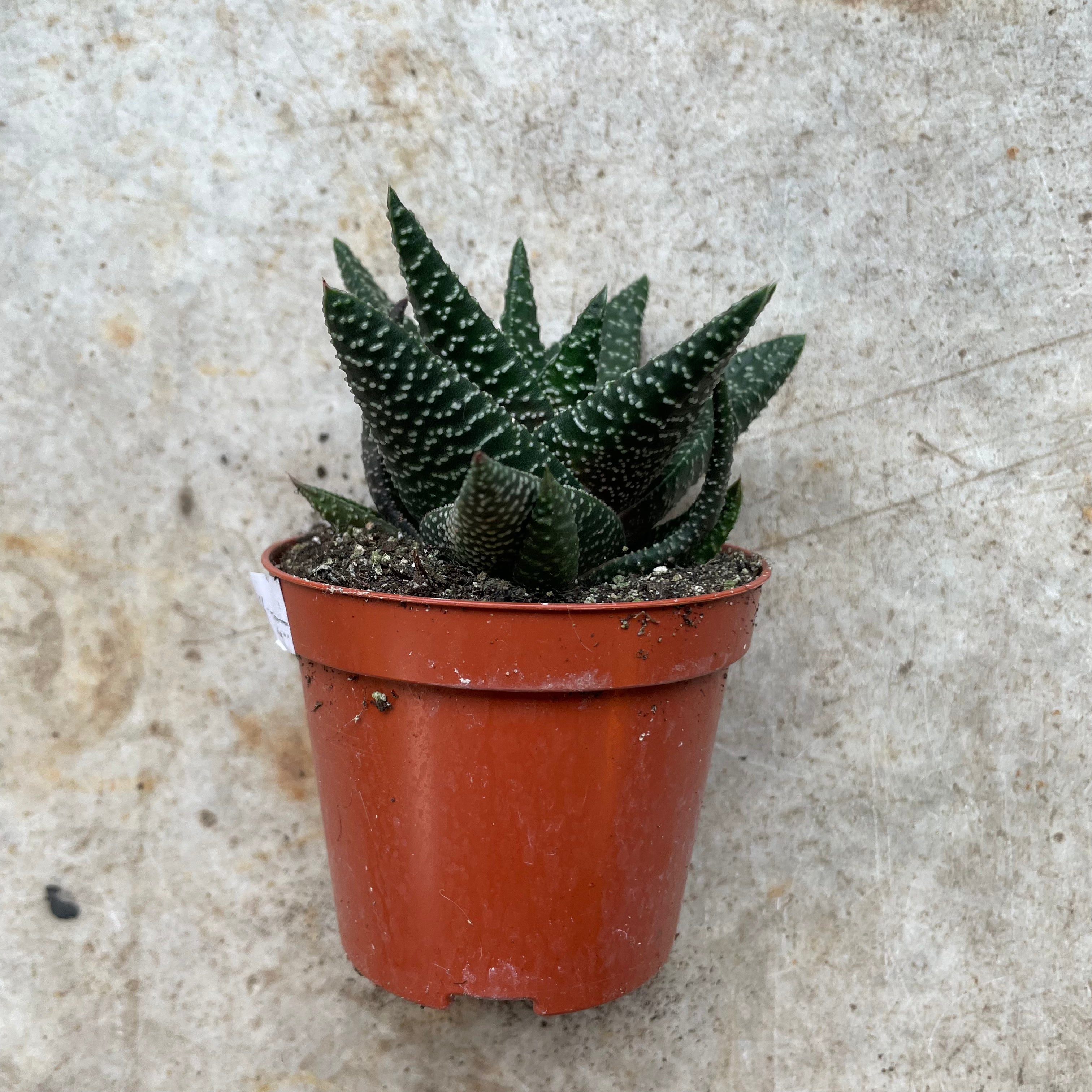 Gasteria &