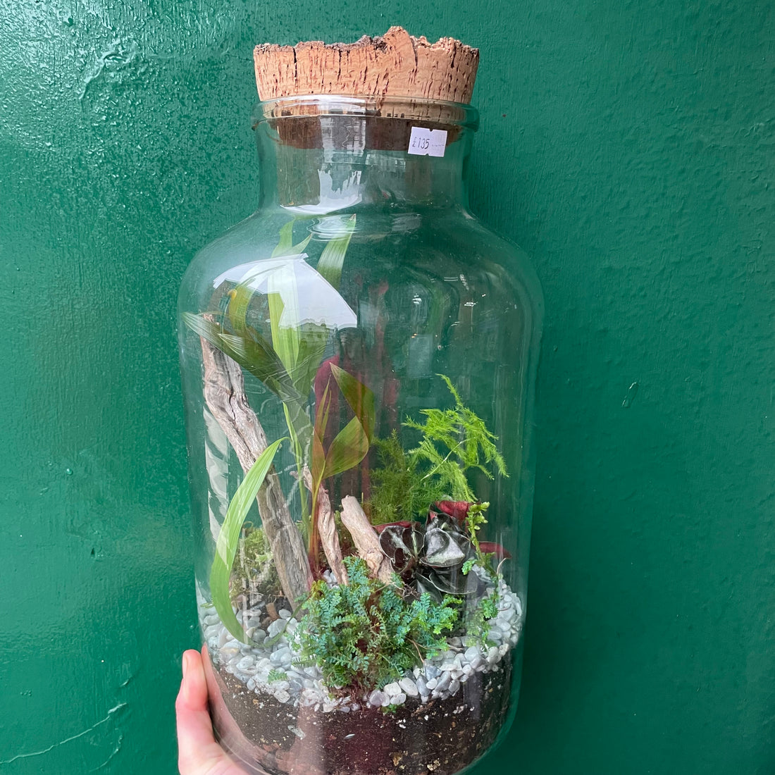 Tall Vintage Glass Closed Terrarium with aged cork lid