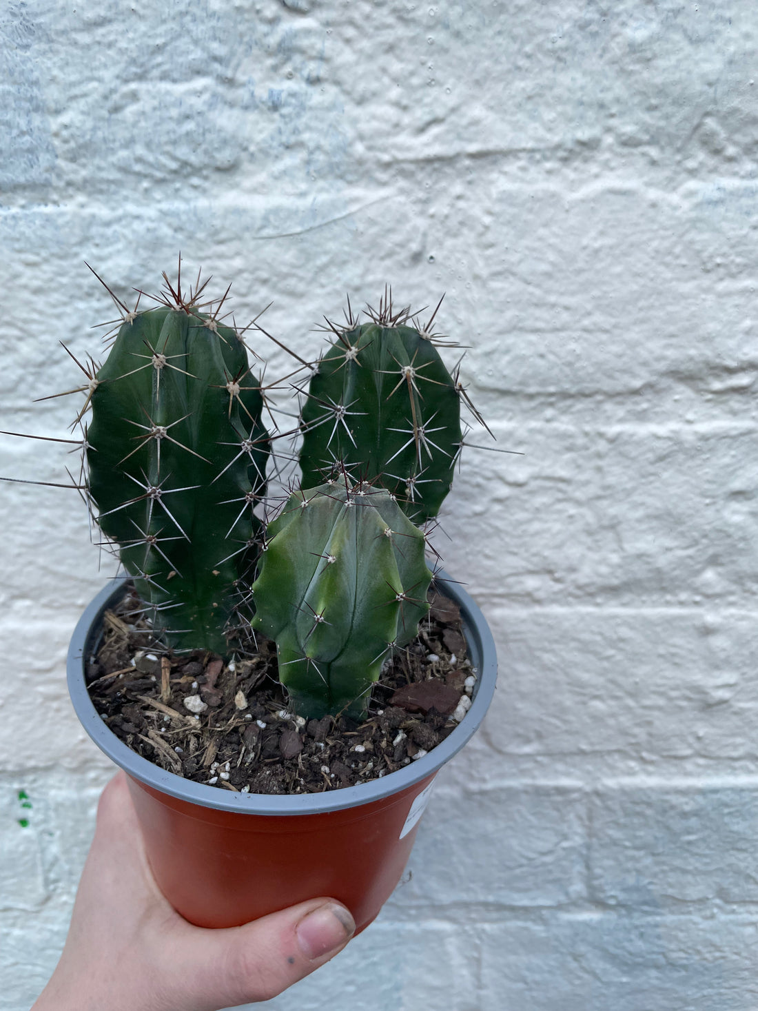 Stenocereus pruinosis (Grey Ghost Organ Pipe Cactus)