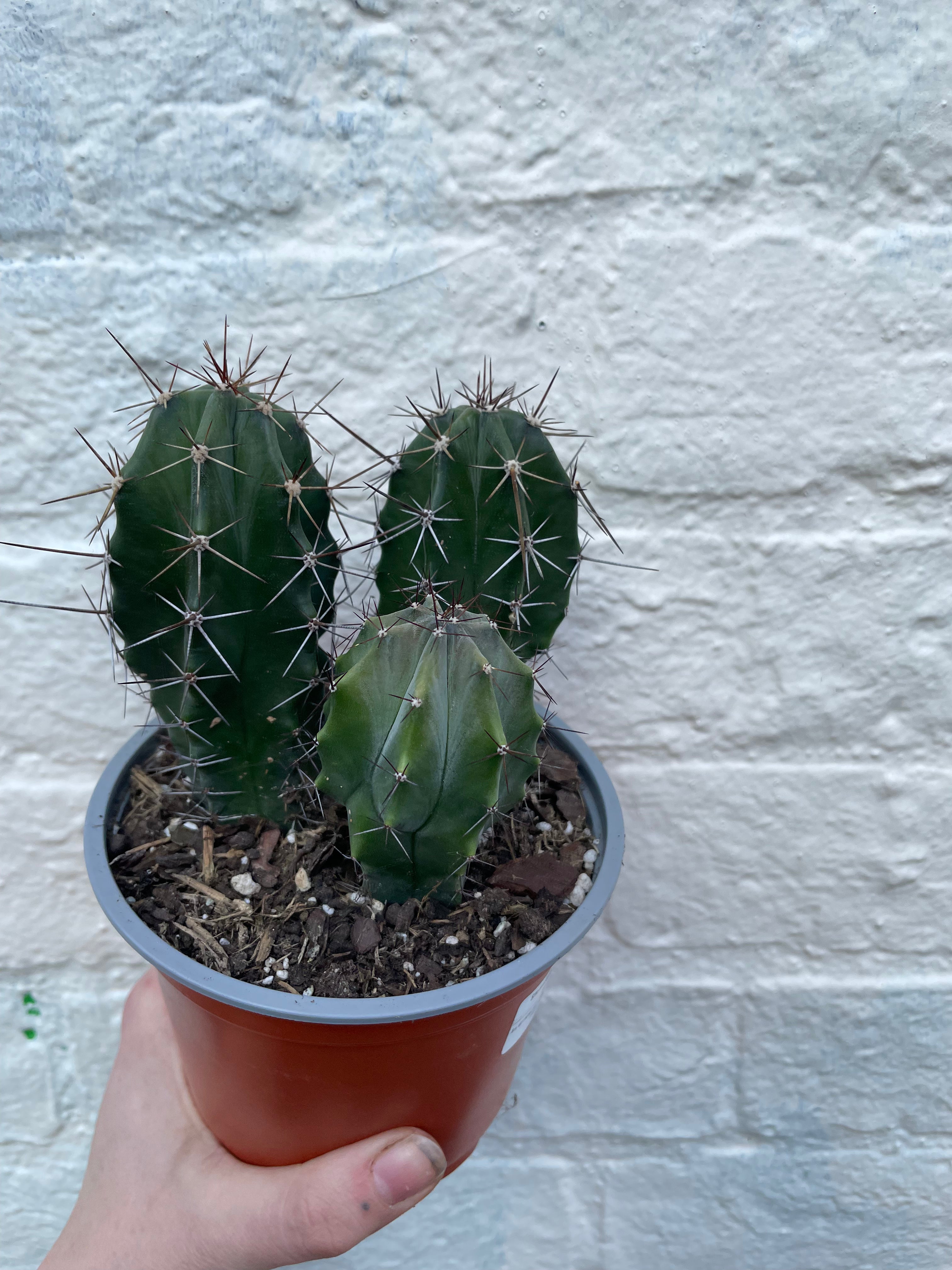 Stenocereus pruinosis (Grey Ghost Organ Pipe Cactus)- British Grown Cacti