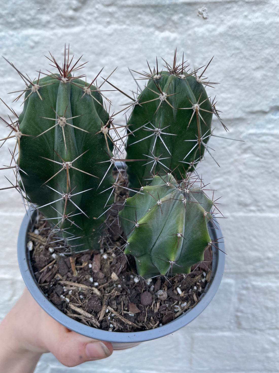 Stenocereus pruinosis (Grey Ghost Organ Pipe Cactus)