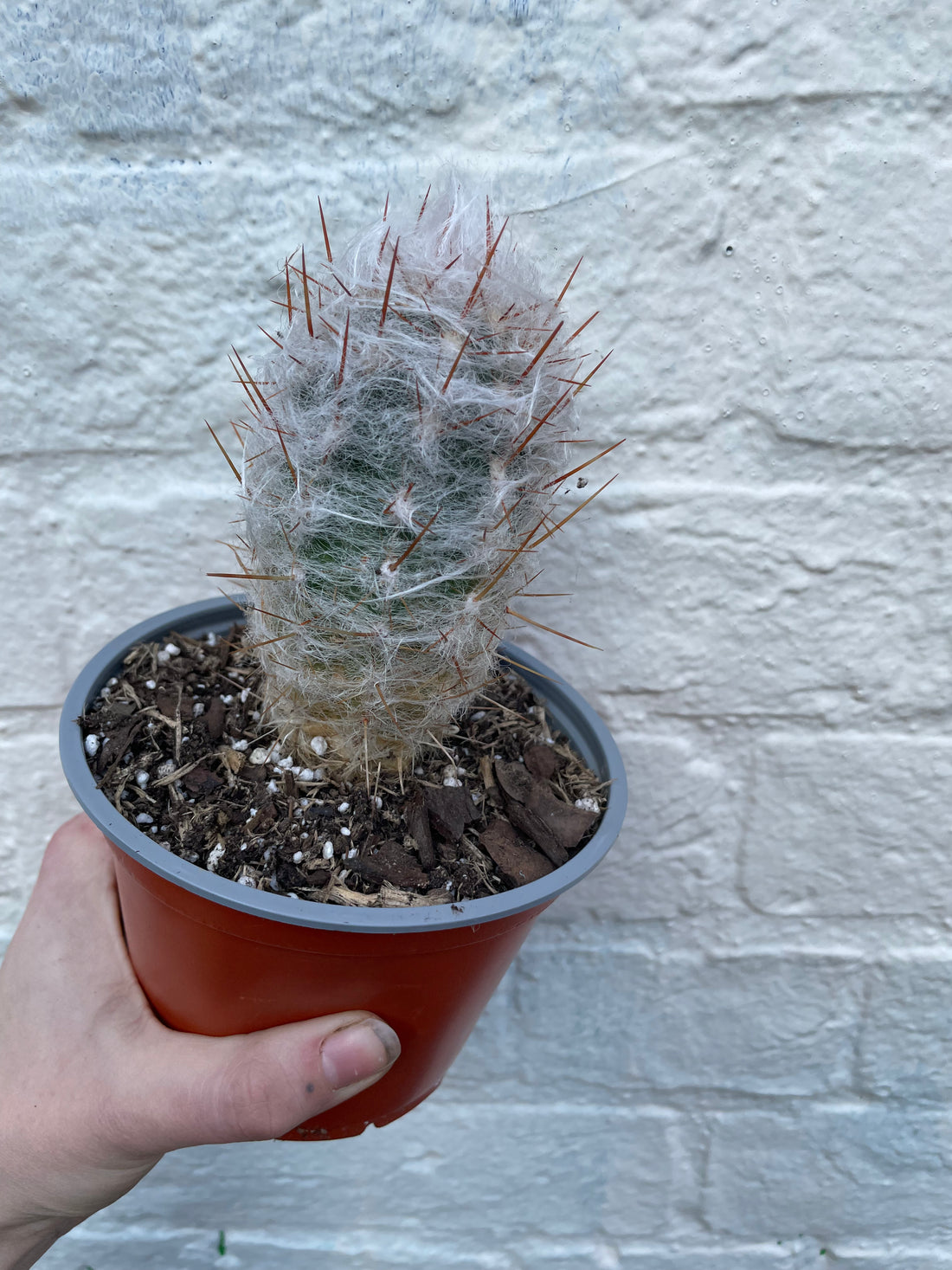 Oreocereus trollii (Old Man Cactus/ Old Man of the Andes)