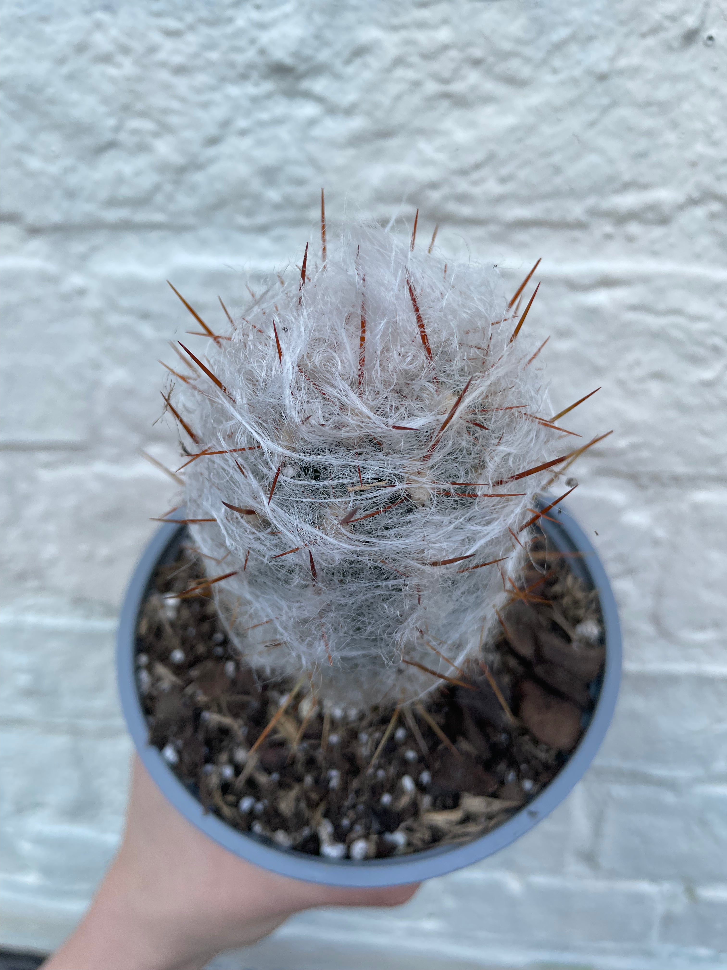 Oreocereus trollii (Old Man Cactus/ Old Man of the Andes) - British Grown Cacti