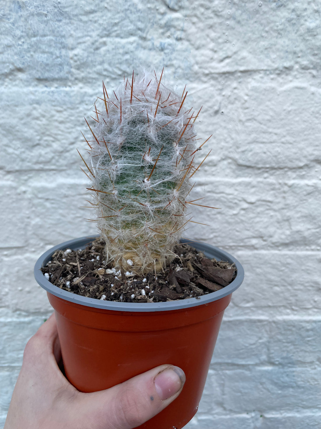 Oreocereus trollii (Old Man Cactus/ Old Man of the Andes)