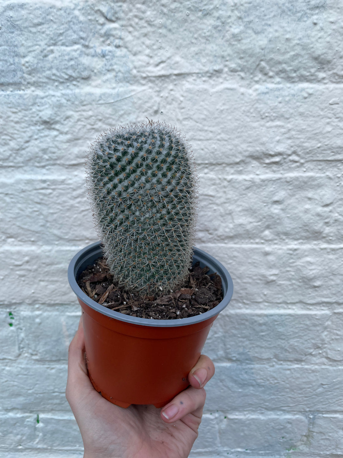 Mammillaria elegans (Pincushion cactus)