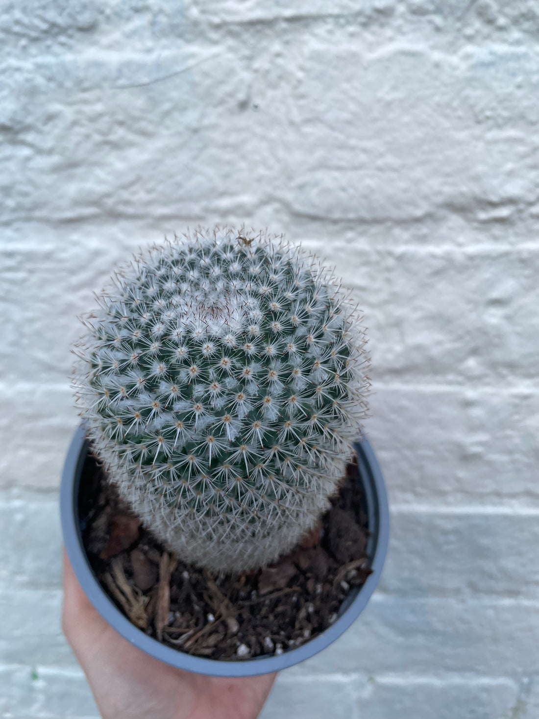 Mammillaria elegans (Pincushion cactus)