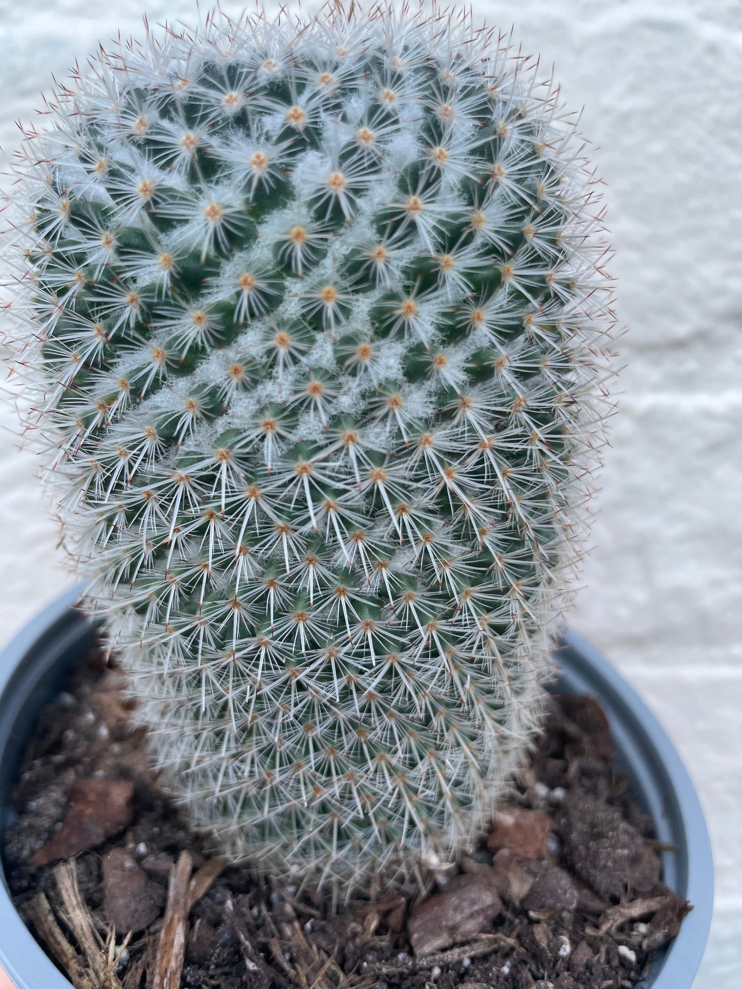 Mammillaria elegans (Pincushion cactus)- British Grown Cacti