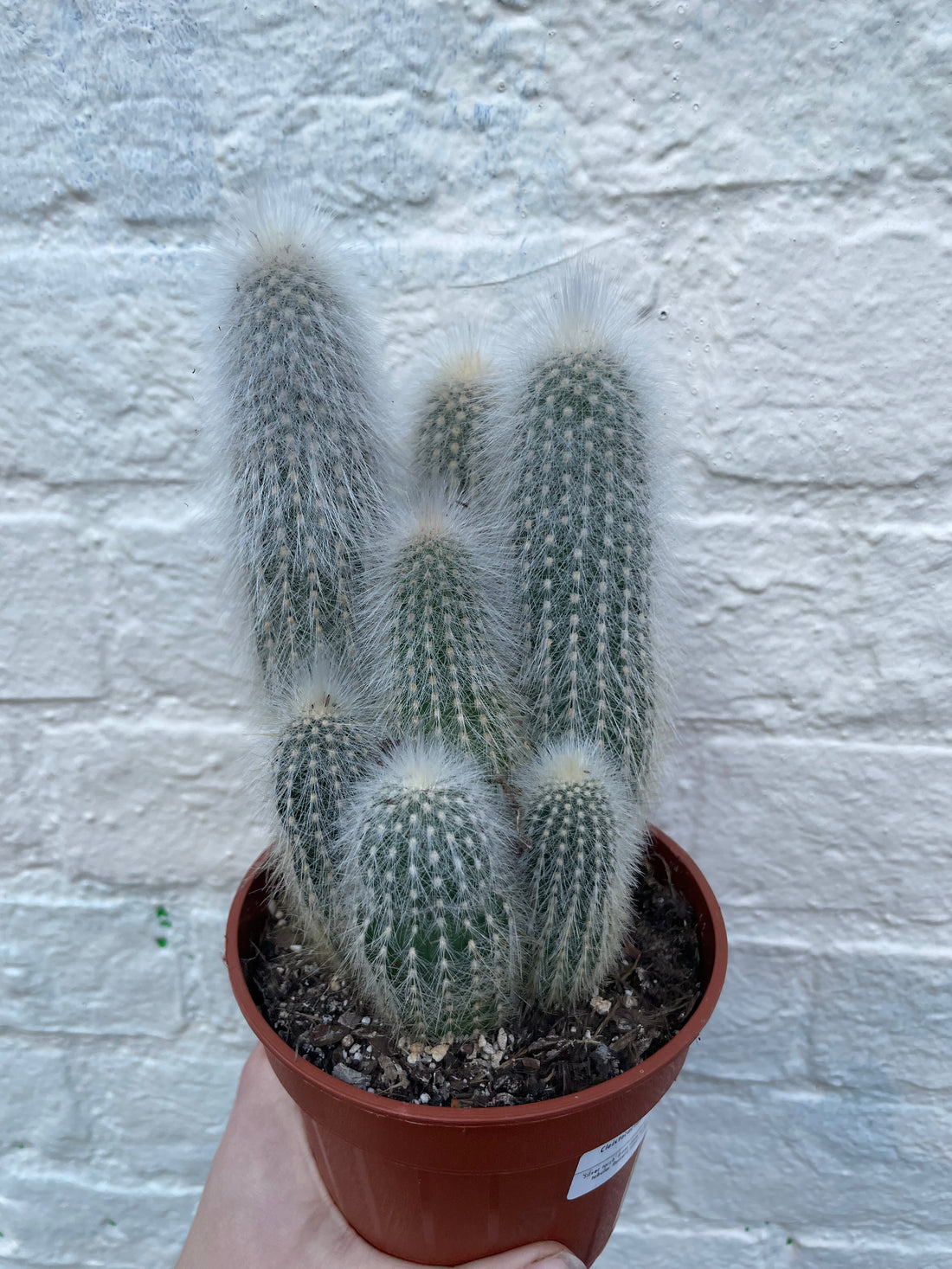 Cleistocactus strausii (Wooly torch/ Silver torch cactus)