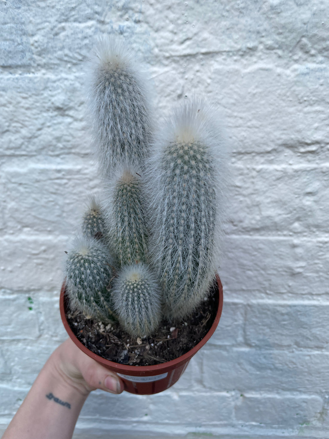 Cleistocactus strausii (Wooly torch/ Silver torch cactus)