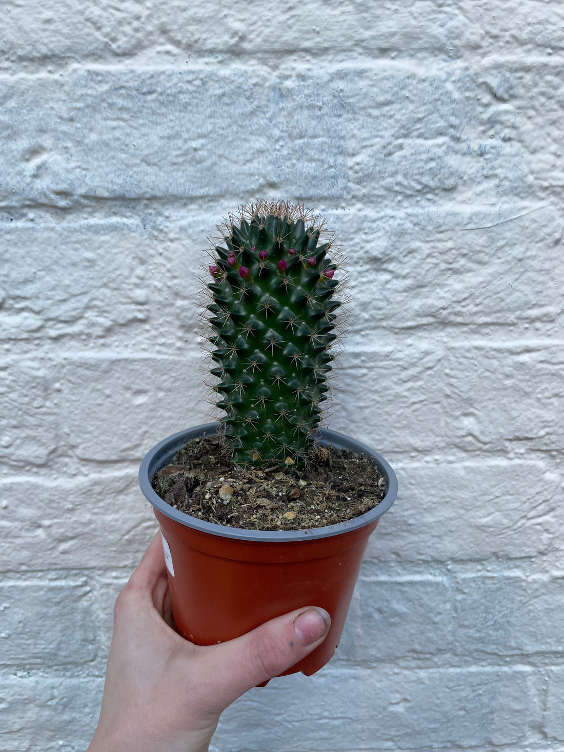 Mammillaria ernestii (True Mammillaria)- British Grown Cacti