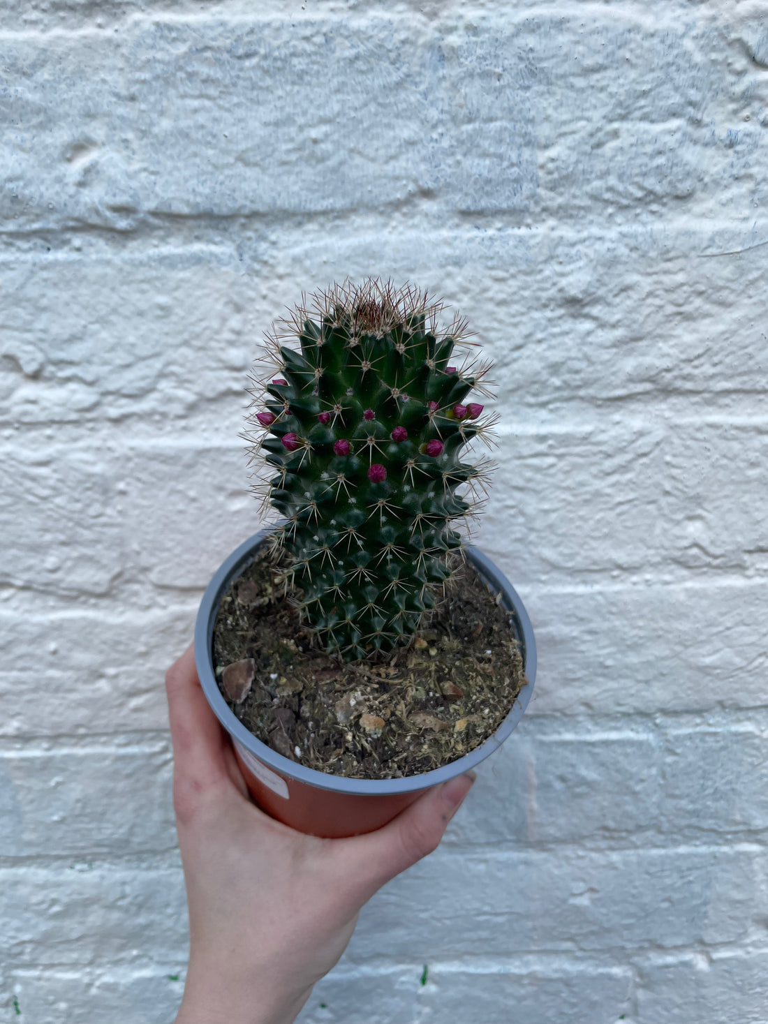 Mammillaria ernestii (True Mammillaria)- British Grown Cacti