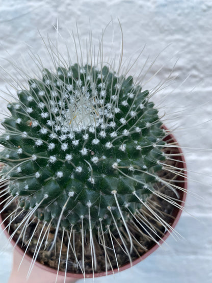 Mammillaria spinosissima subsp. spinosossima &