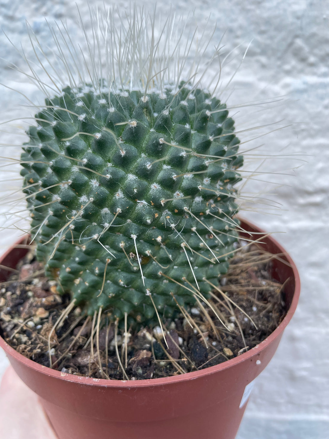 Mammillaria spinosissima subsp. spinosossima &