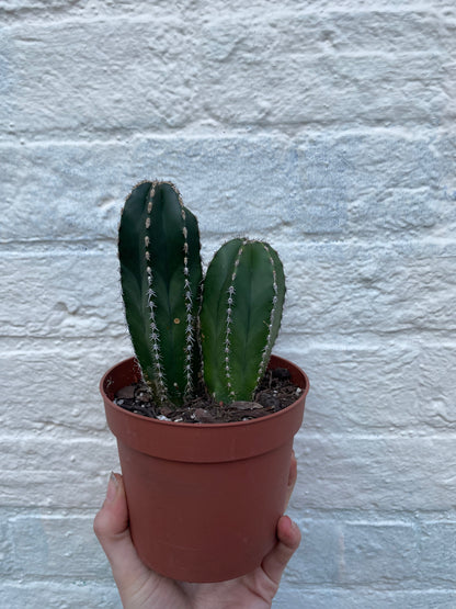 Marginatocereus marginatus syn. Pachycereus marginatus (Mexican fence post cactus)