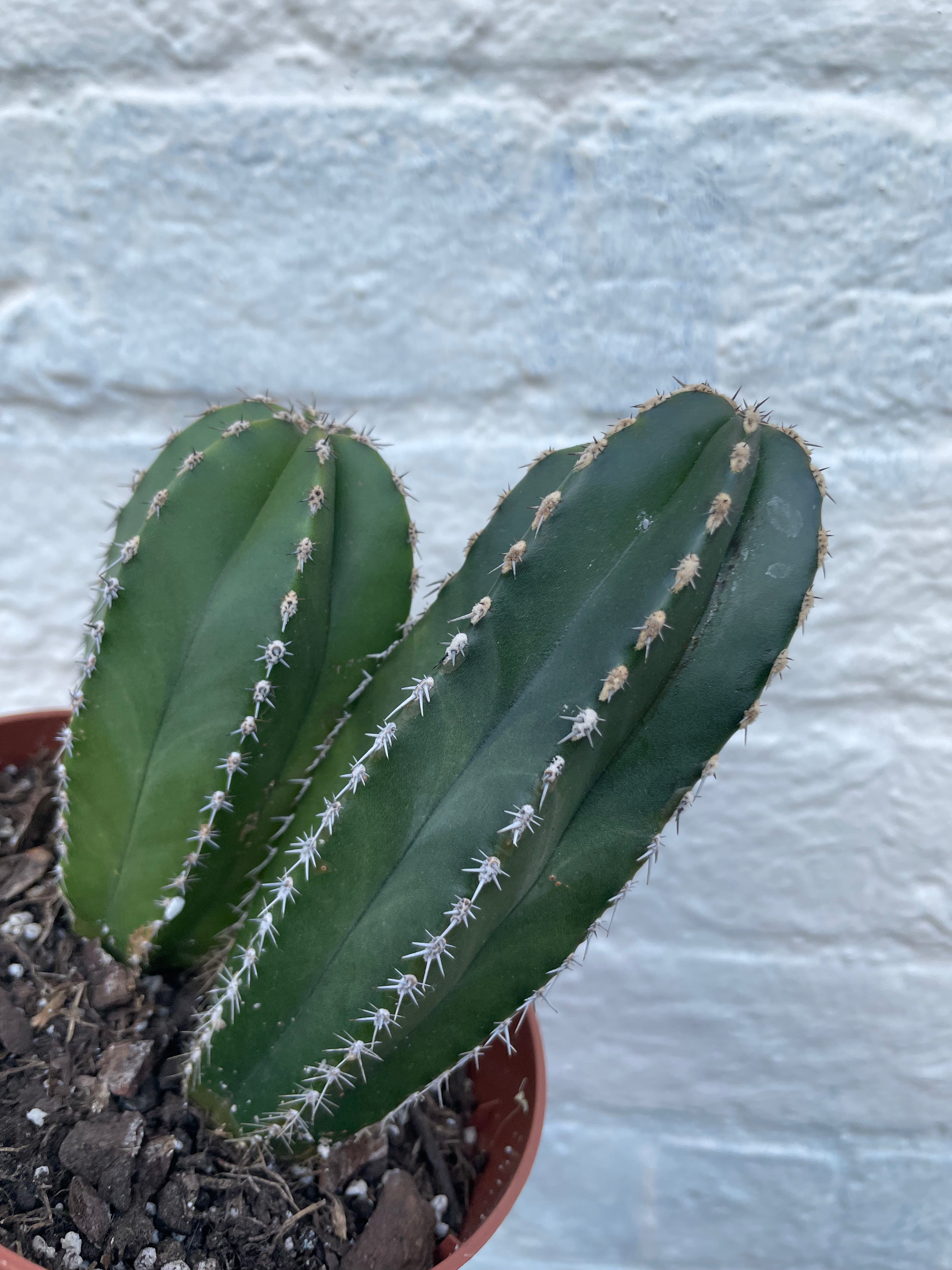 Marginatocereus marginatus syn. Pachycereus marginatus (Mexican fence post cactus)