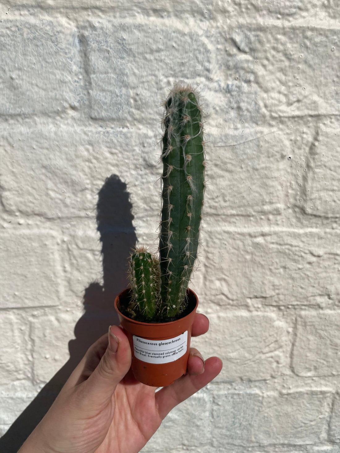 Pilosocereus glaucochrous syn. Pilocereus (Glaucous Blue Torch)- British Grown