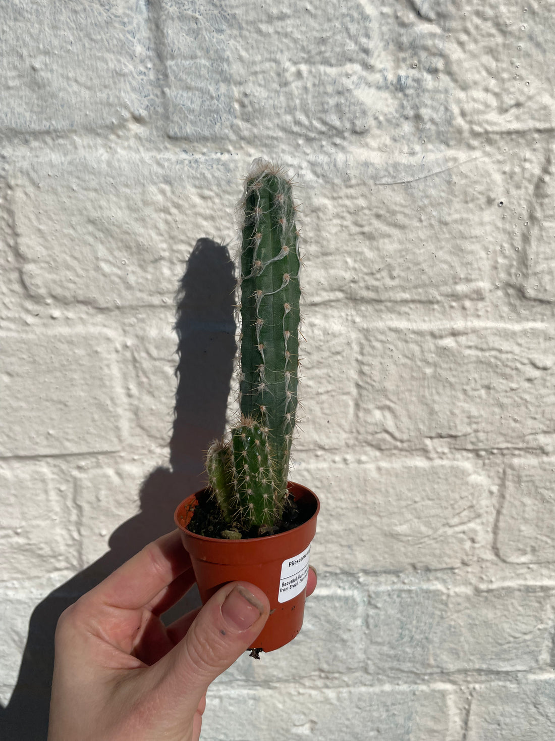 Pilosocereus glaucochrous syn. Pilocereus (Glaucous Blue Torch)- British Grown