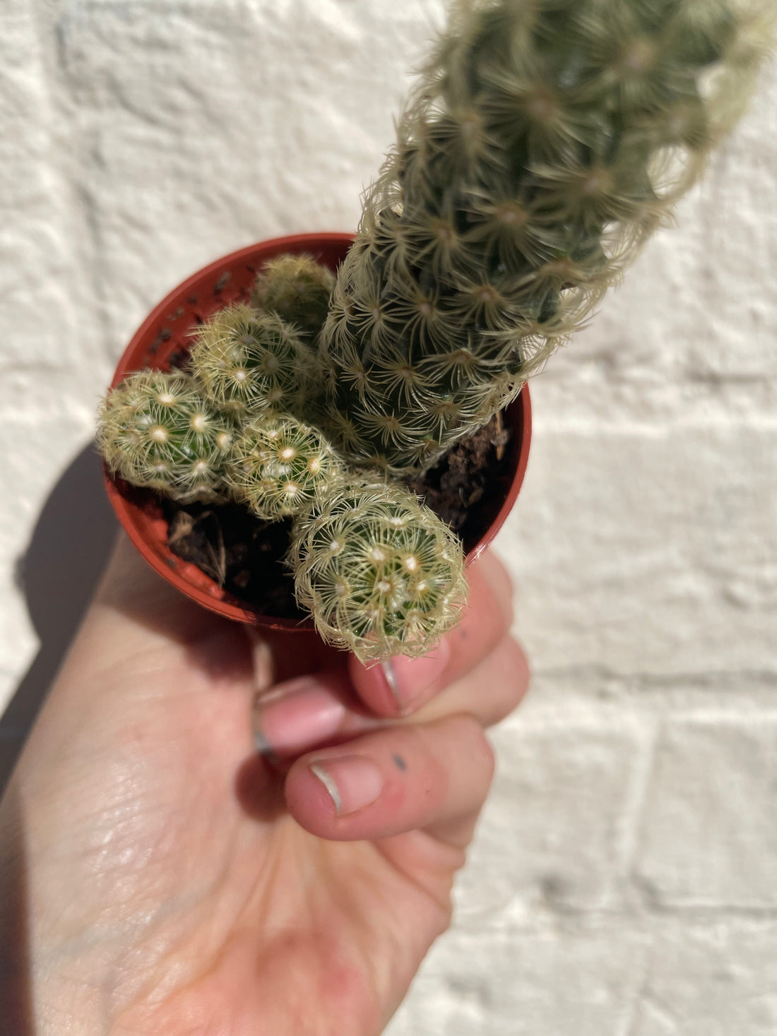 Mammillaria elongata (Ladyfinger Cactus) 2 varieties- British Grown