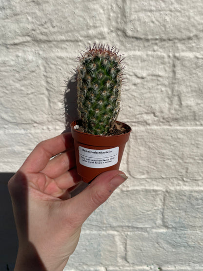 Mammillaria microhelia (Little Sun Cactus) - British Grown