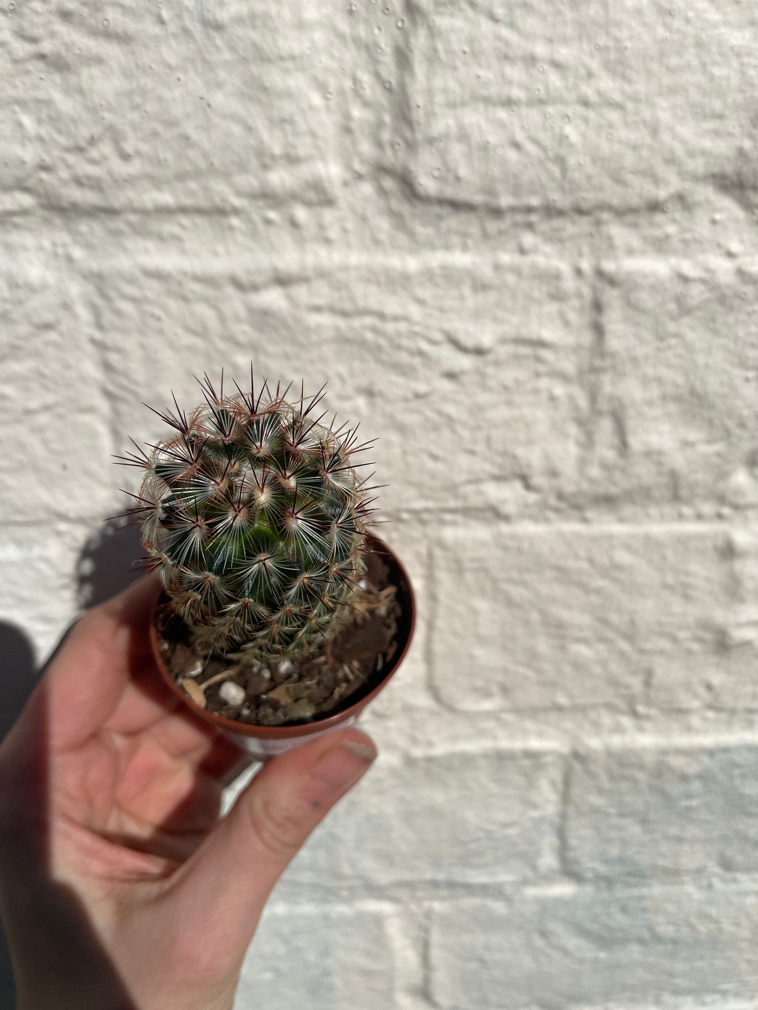 Mammillaria microhelia (Little Sun Cactus) - British Grown