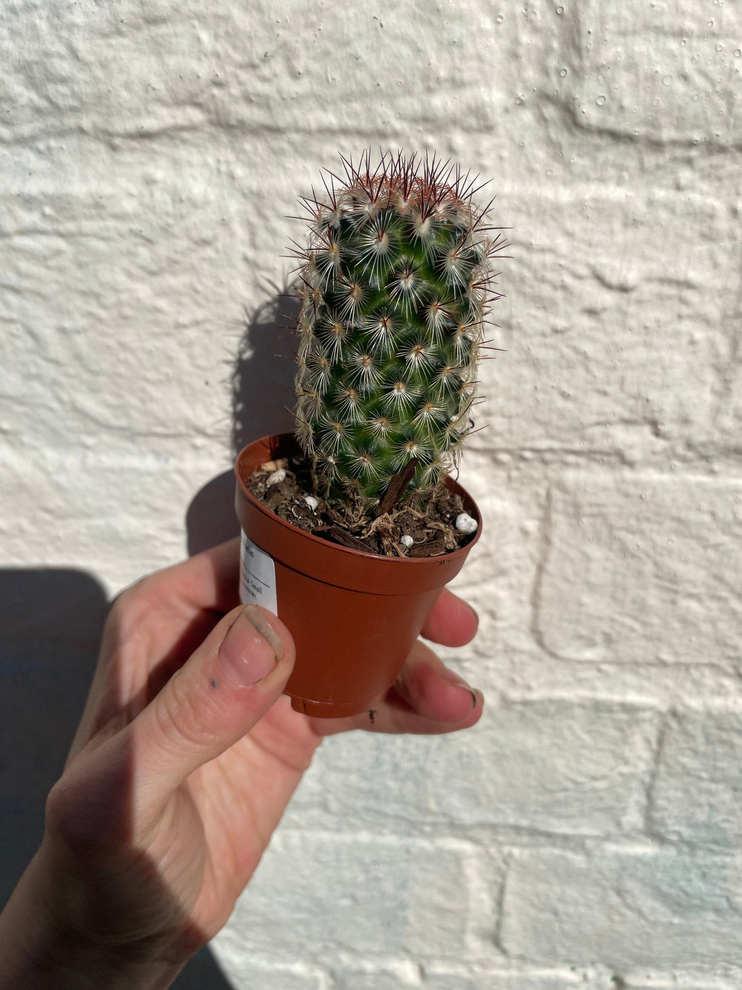 Mammillaria microhelia (Little Sun Cactus) - British Grown