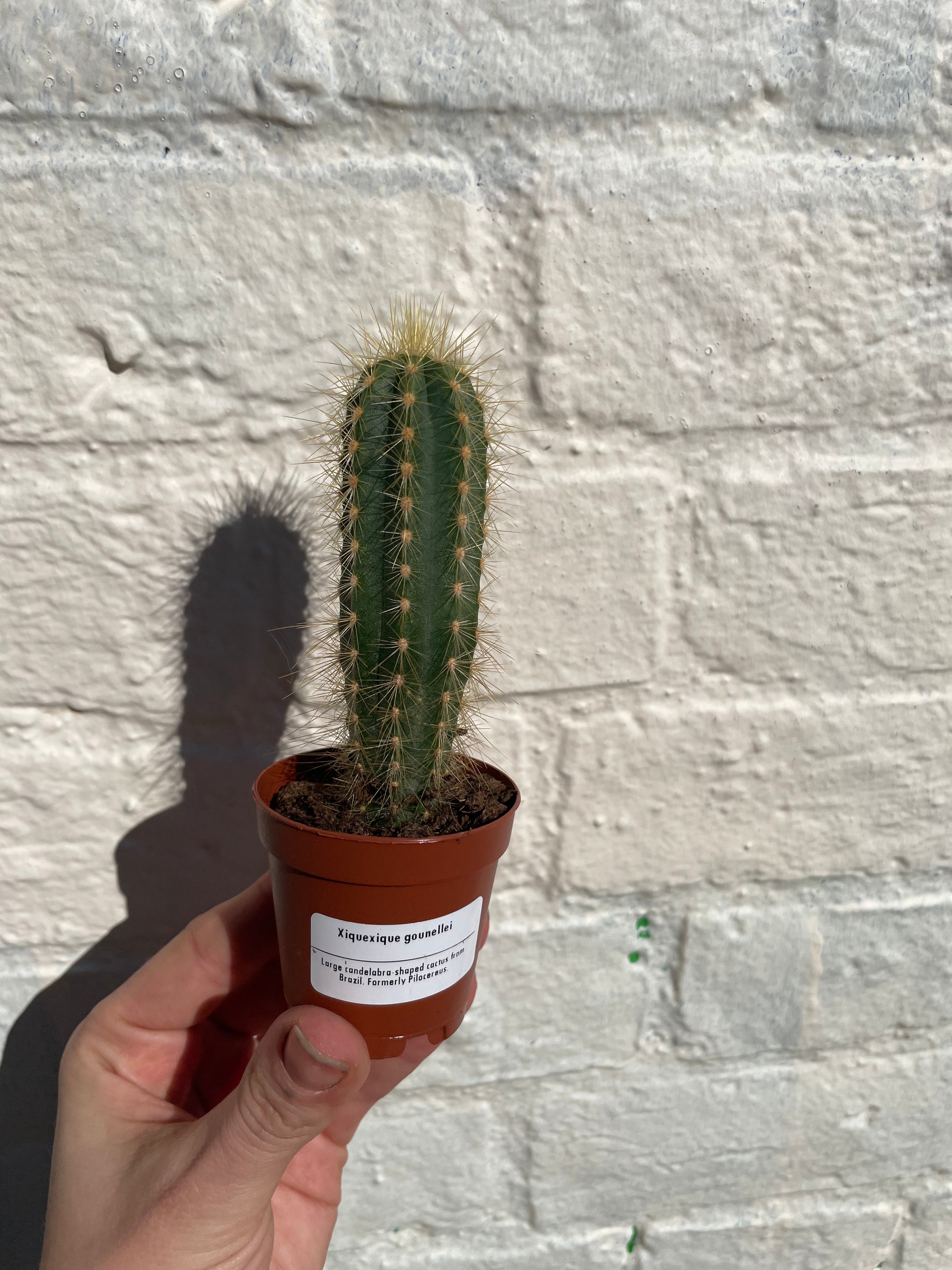 Xique xique gounellei syn. Pilosocereus gounellei (Chique- Chique cactus)- British Grown