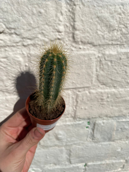 Xique xique gounellei syn. Pilosocereus gounellei (Chique- Chique cactus)- British Grown