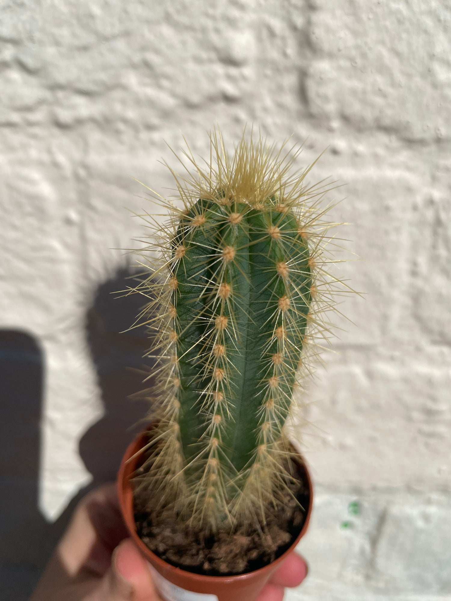 Xique xique gounellei syn. Pilosocereus gounellei (Chique- Chique cactus)- British Grown