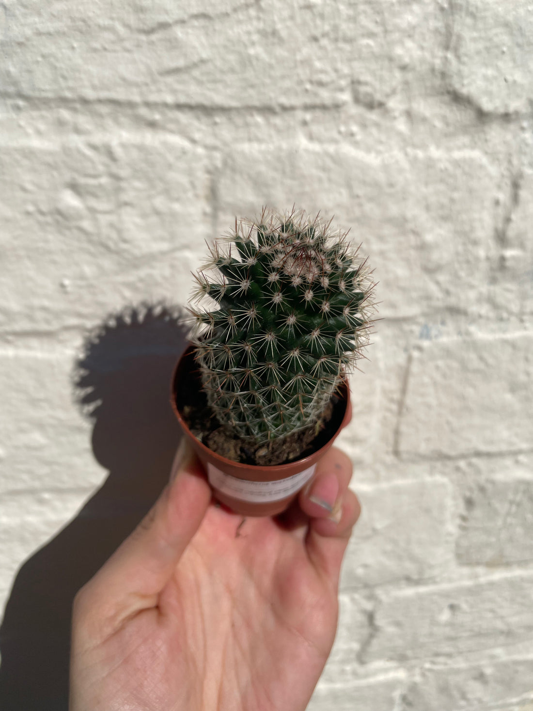 Mammillaria matudae (Thumb Cactus) - British Grown