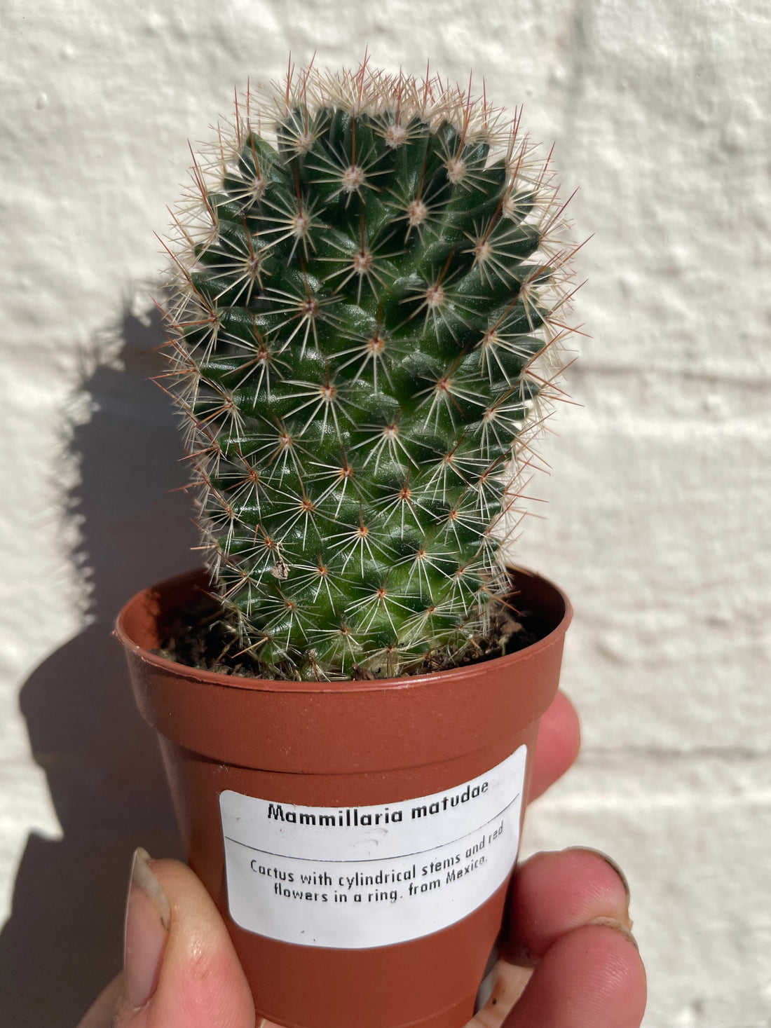 Mammillaria matudae (Thumb Cactus) - British Grown