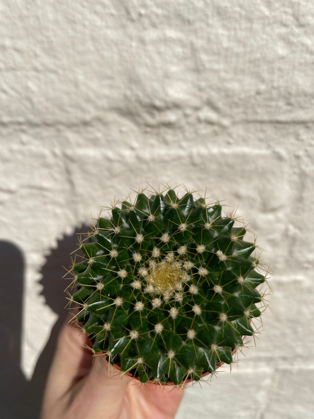 Mammillaria marksiana (Globular Cactus) - British Grown