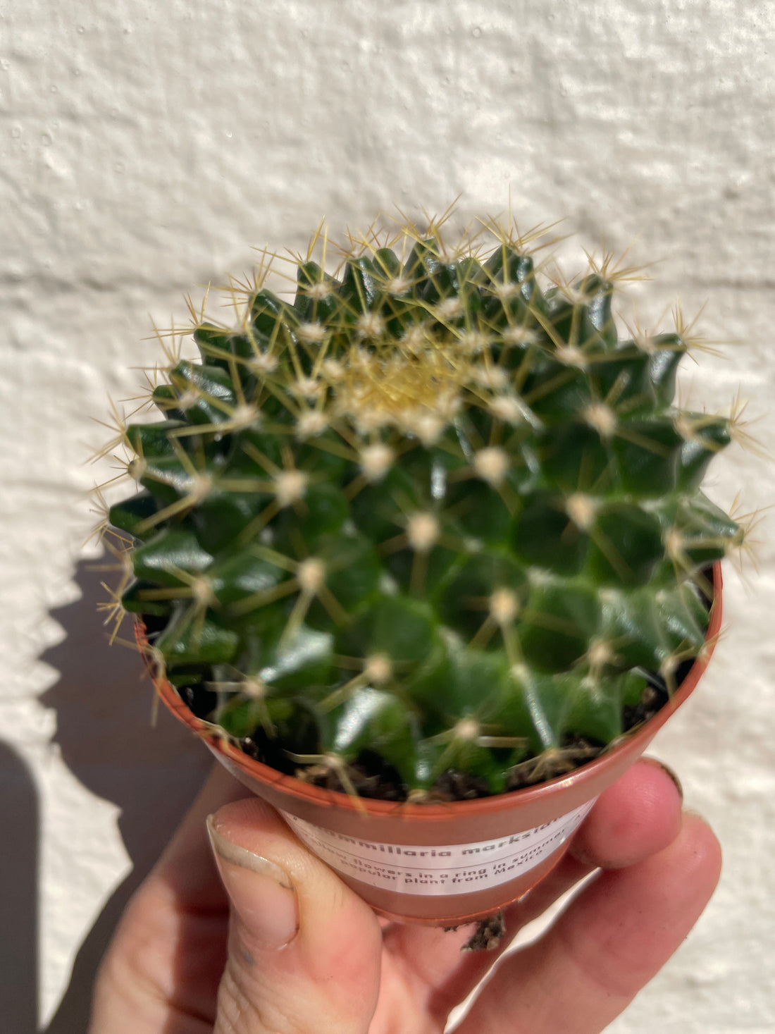 Mammillaria marksiana (Globular Cactus) - British Grown