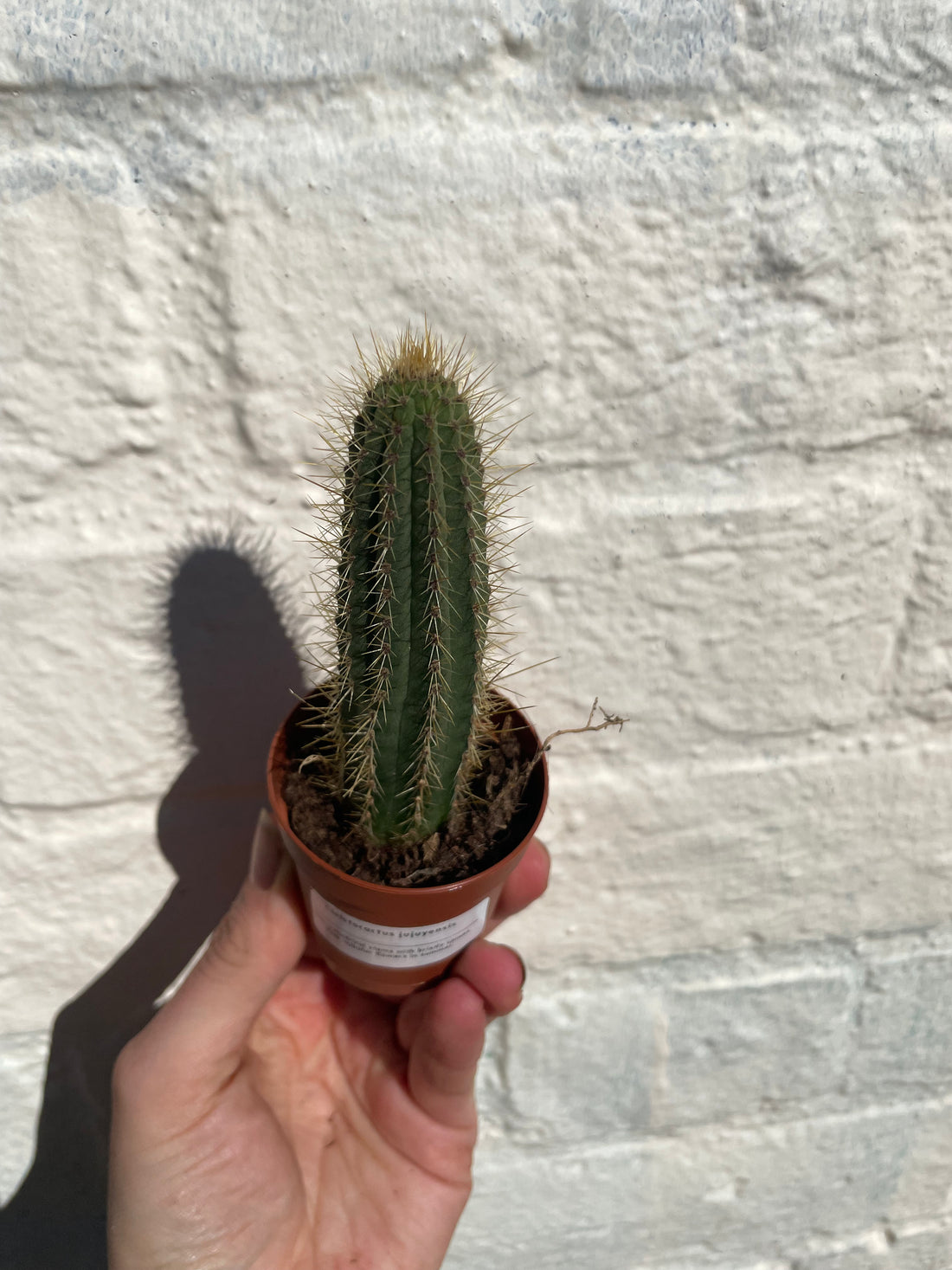 Cleistocactus jujuyensis - British Grown