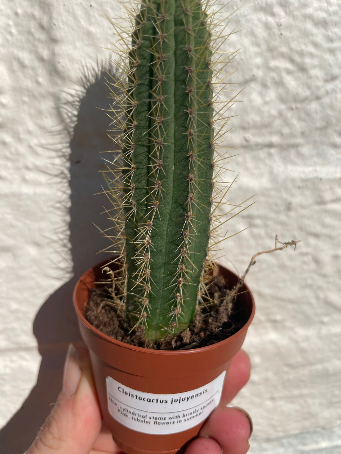 Cleistocactus jujuyensis - British Grown