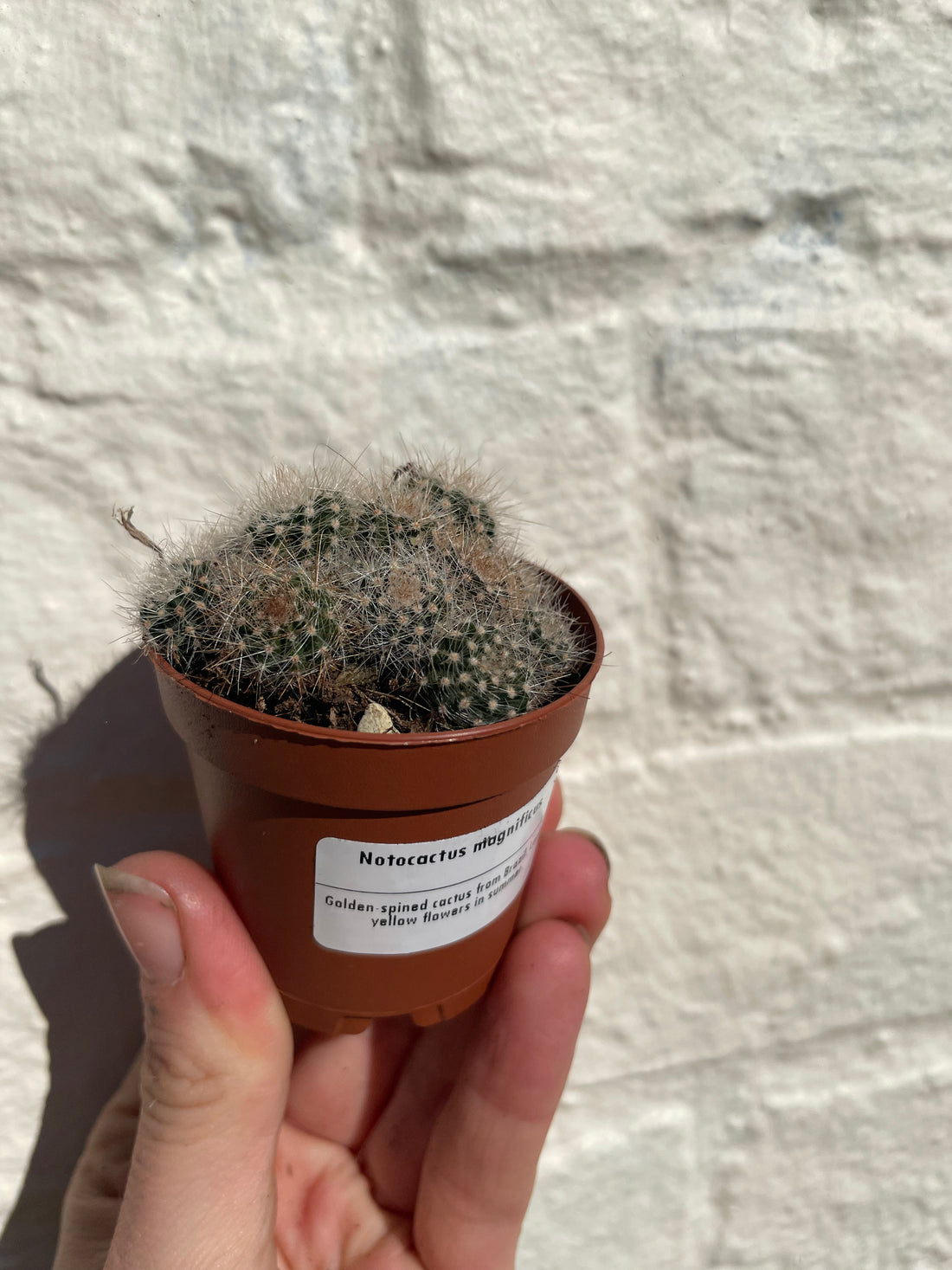 Notocactus magnificus syn. Parodia magnificus (Balloon cactus) - British Grown