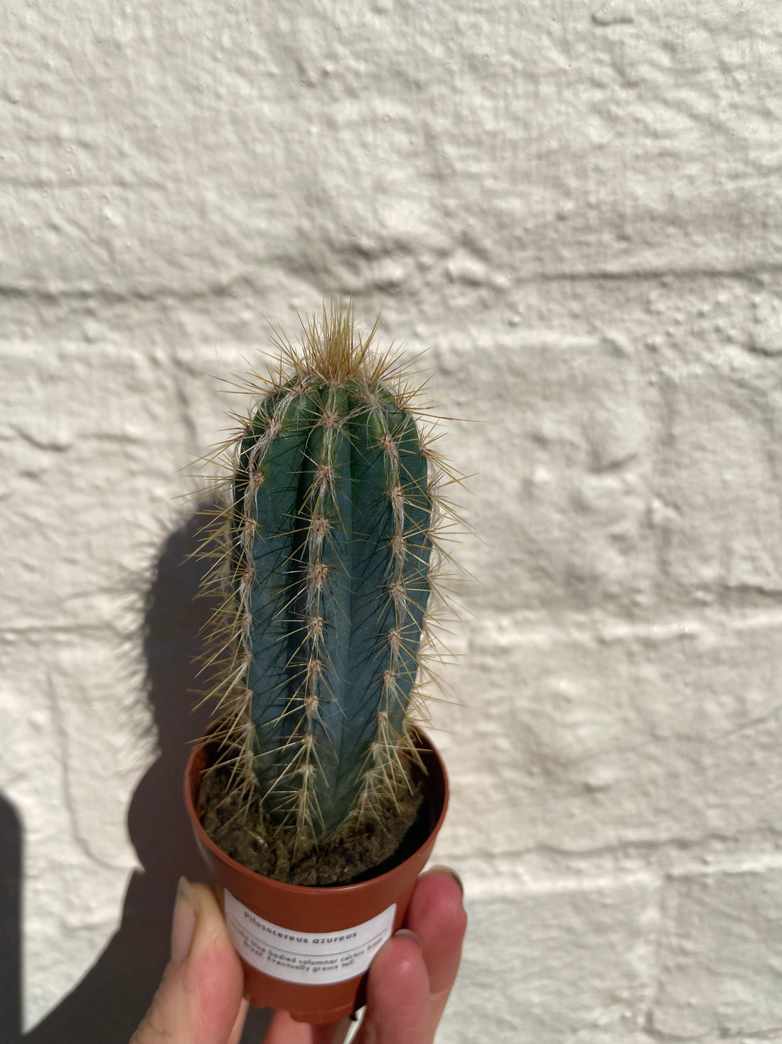 Pilosocereus azureus syn. Cereus azureus (Blue Torch Cactus) - British Grown