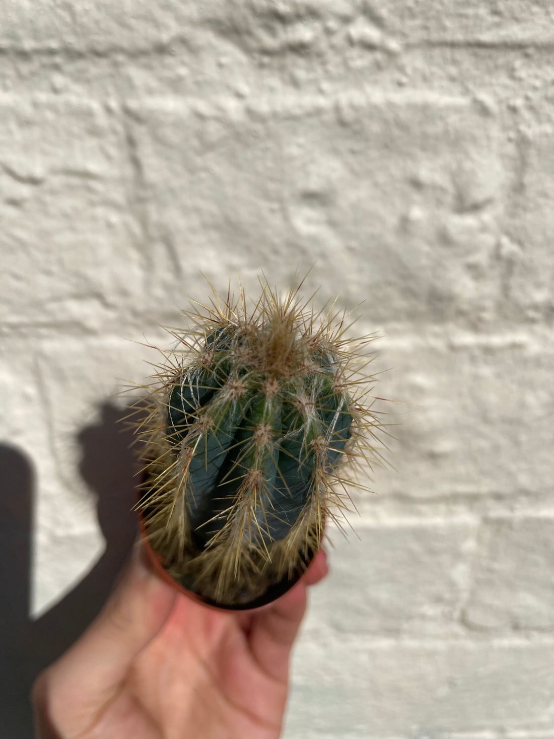 Pilosocereus azureus syn. Cereus azureus (Blue Torch Cactus) - British Grown