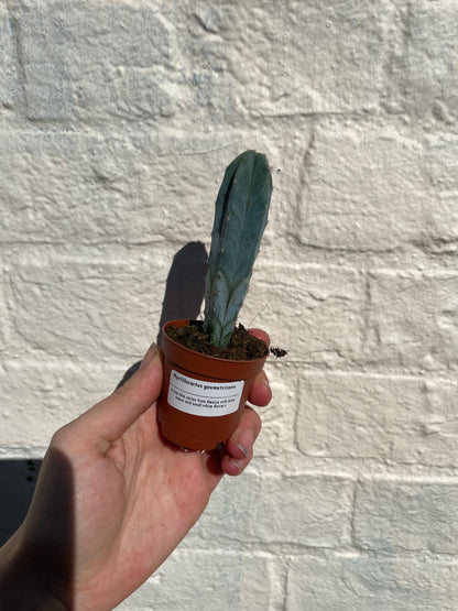 Myrtillocactus geometrizans (Blue Myrtle / Blue Candle Cactus)