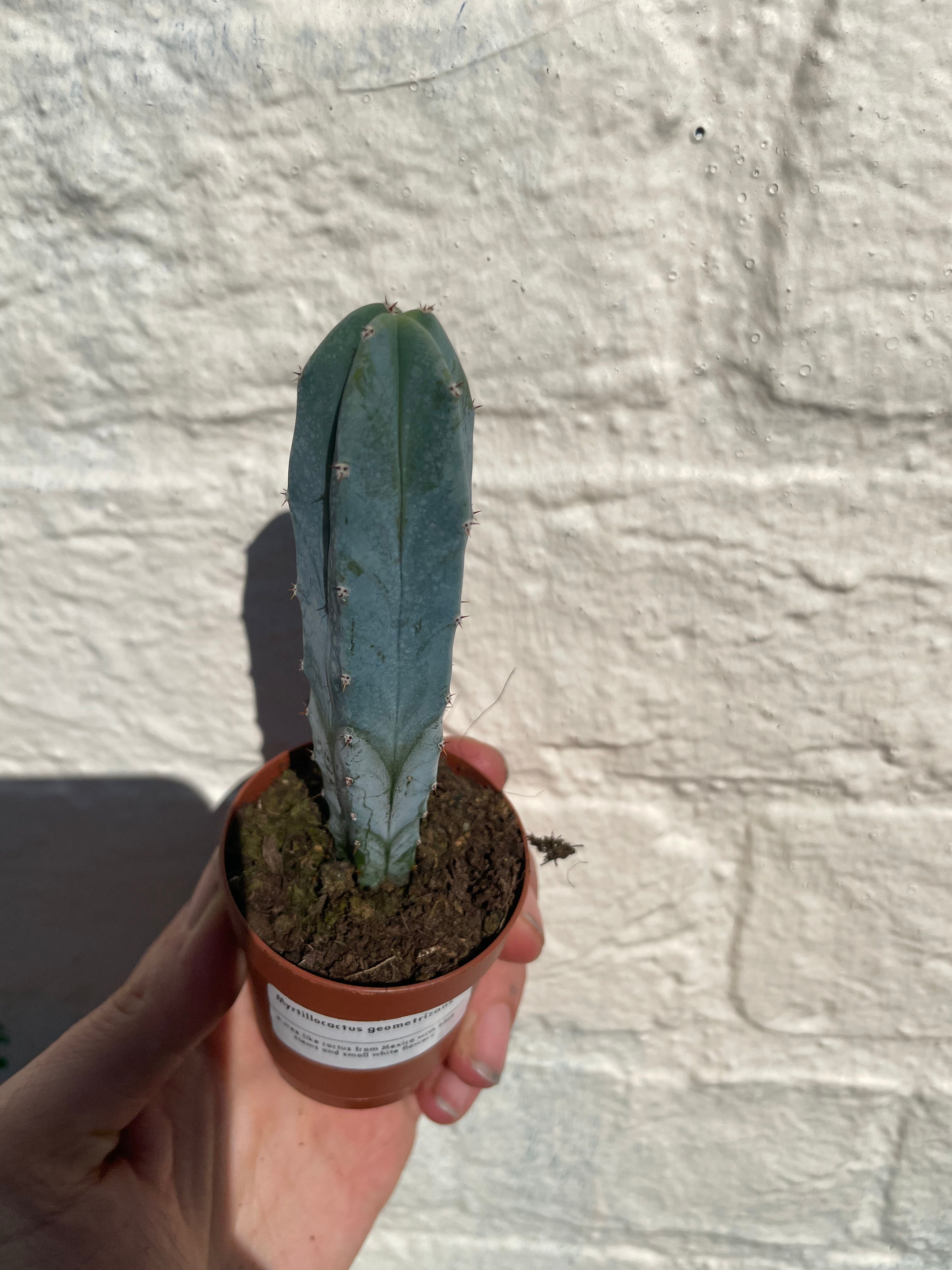 Myrtillocactus geometrizans (Blue Myrtle / Blue Candle Cactus)