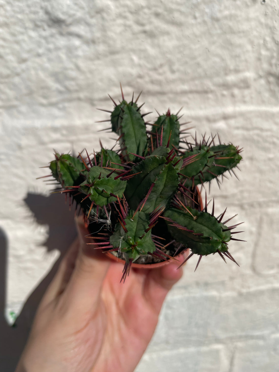 Euphorbia enopla (Pincushion plant) - British Grown