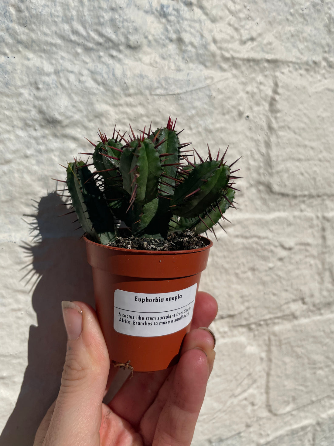 Euphorbia enopla (Pincushion plant) - British Grown