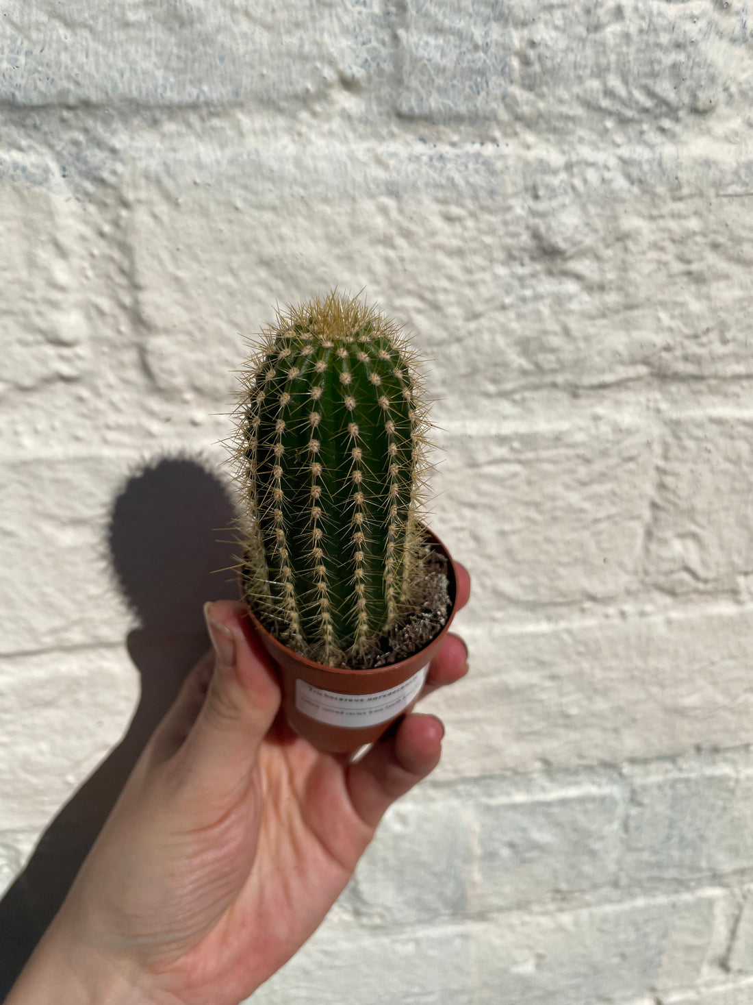 Trichocereus narvaecensis (Columnar Cactus) -British Grown