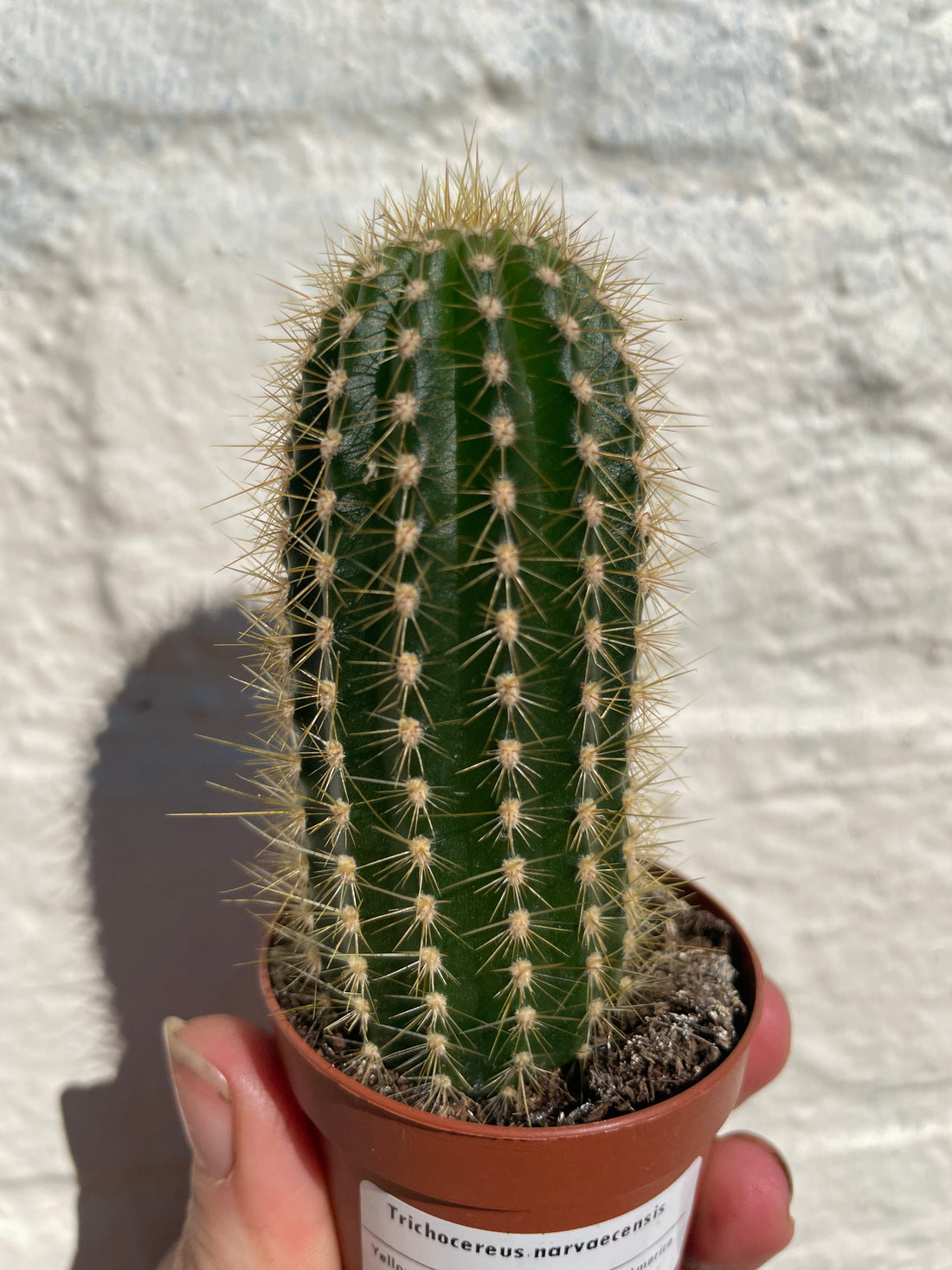 Trichocereus narvaecensis (Columnar Cactus) -British Grown