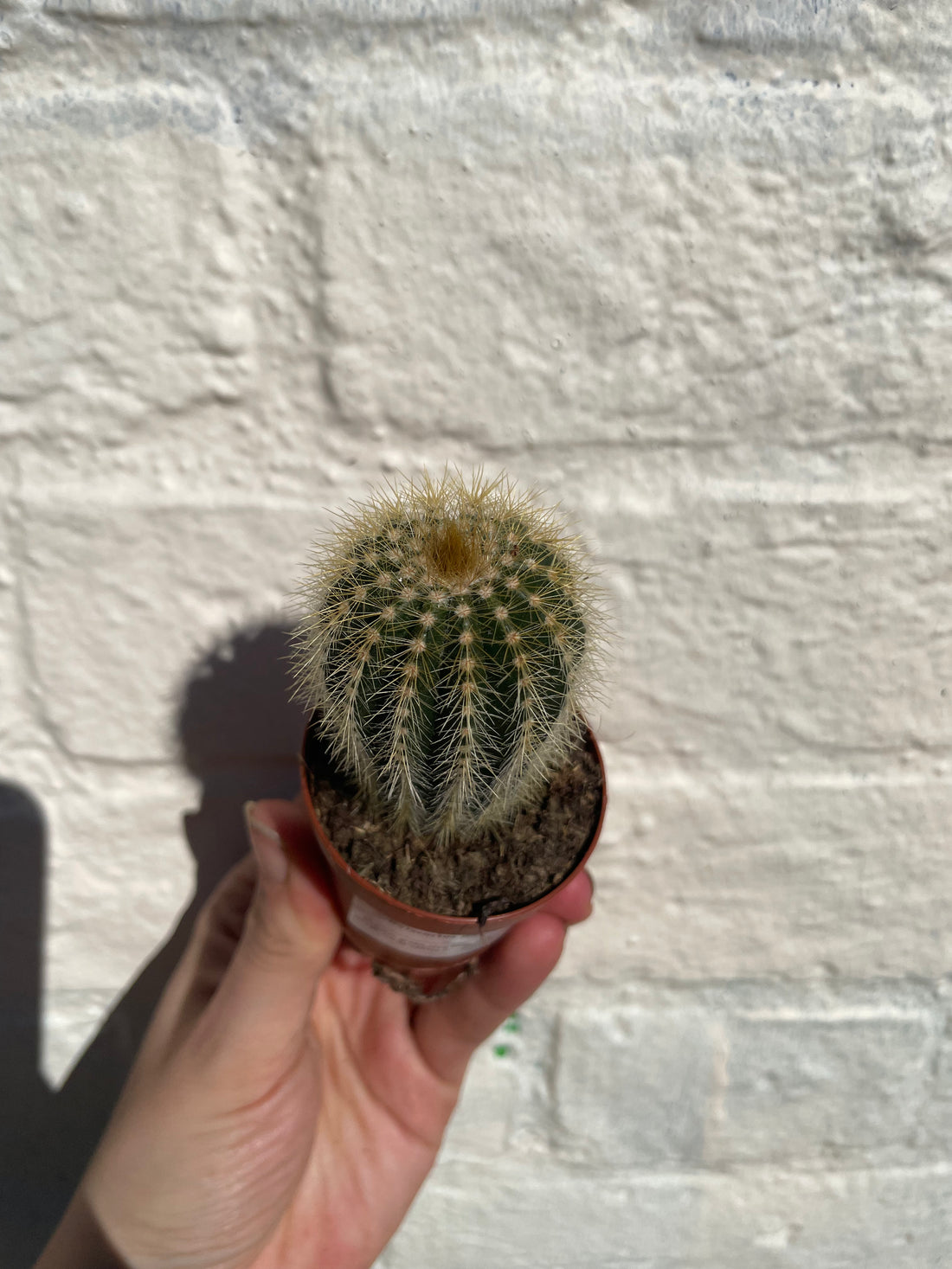 Notocactus warasii (Parodia warasii) - British Grown