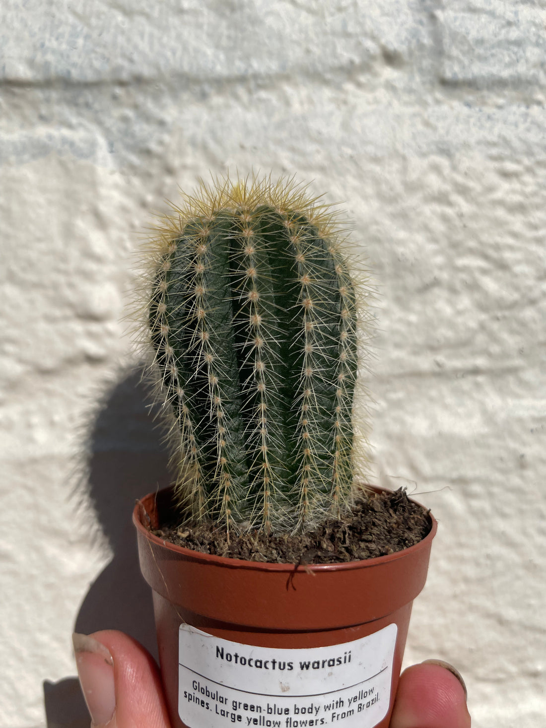 Notocactus warasii (Parodia warasii) - British Grown