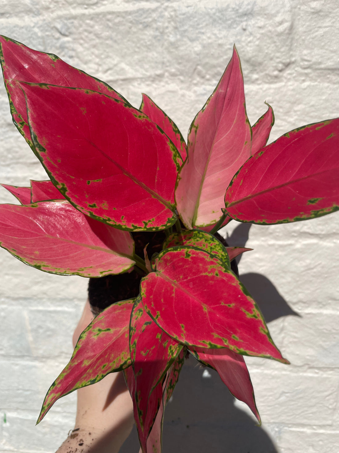 Aglaonema &