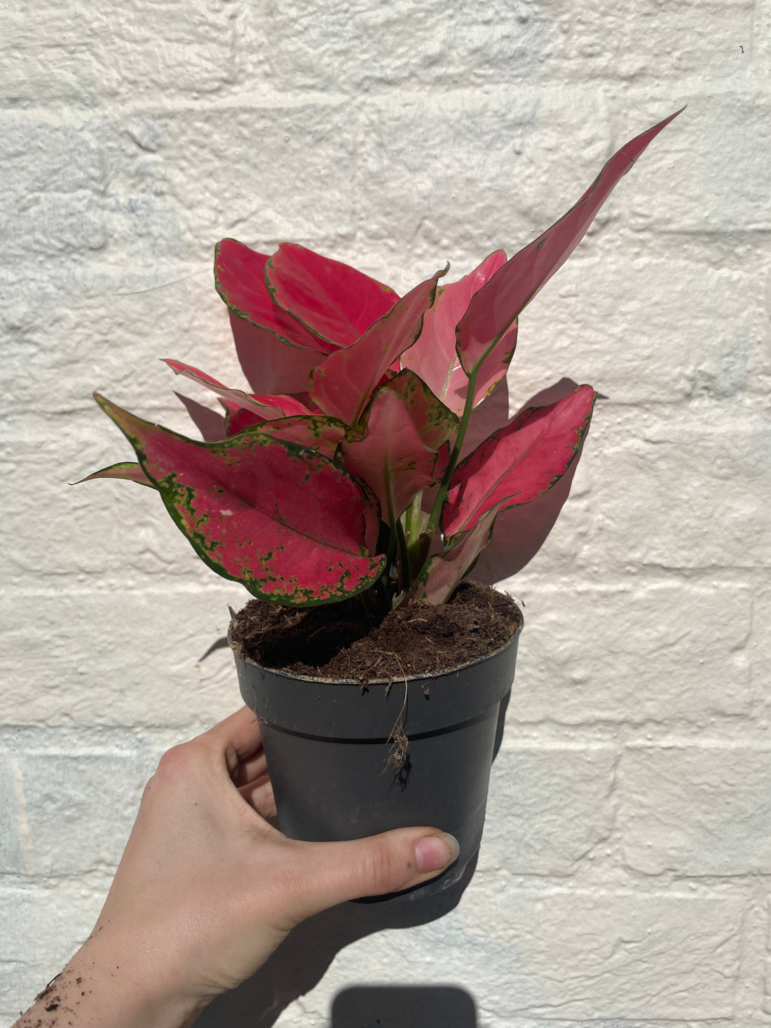 Aglaonema &