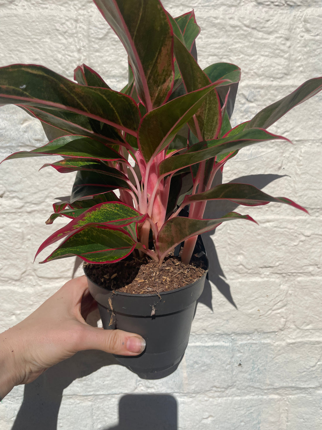 Aglaonema &