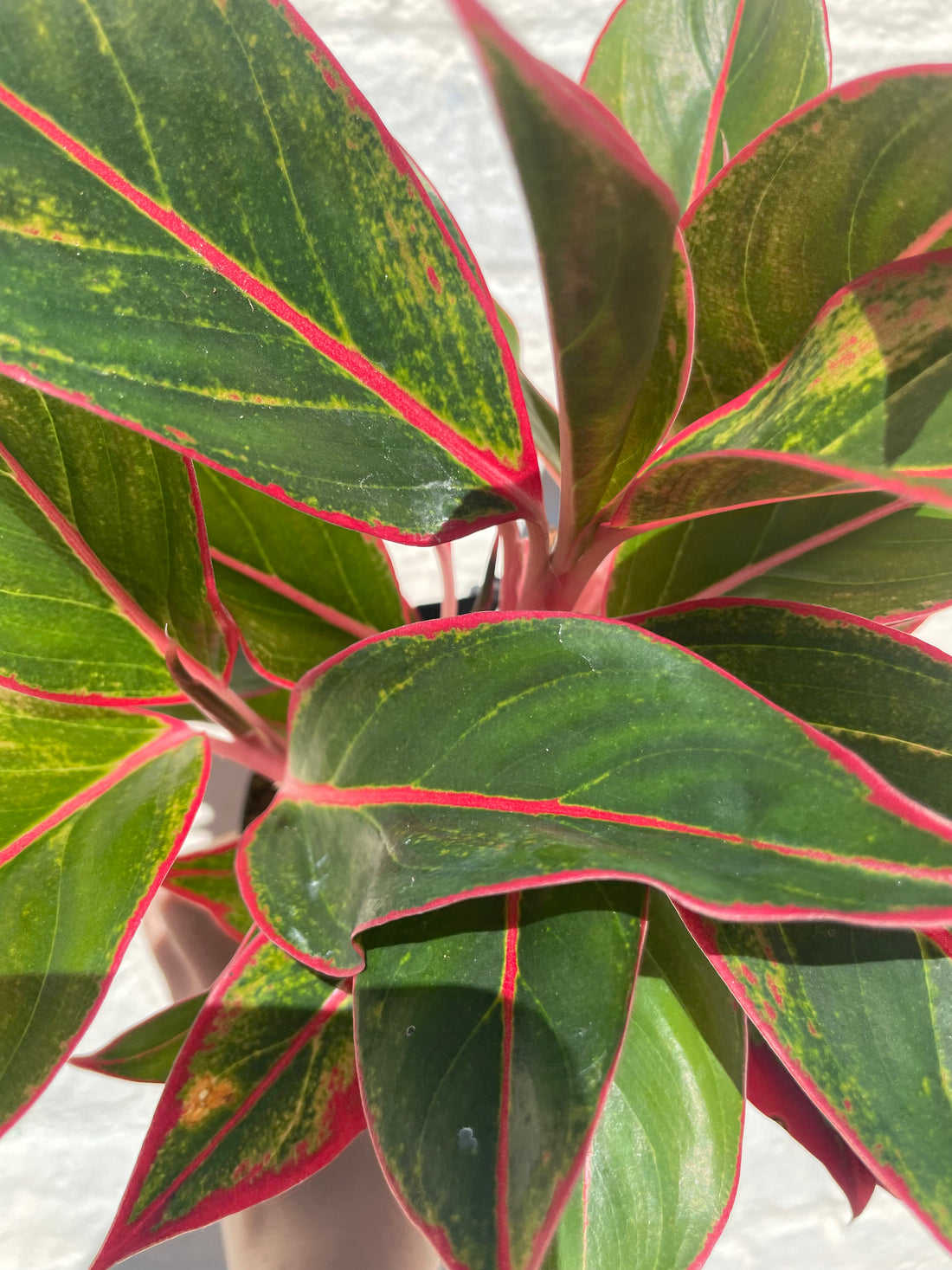 Aglaonema &