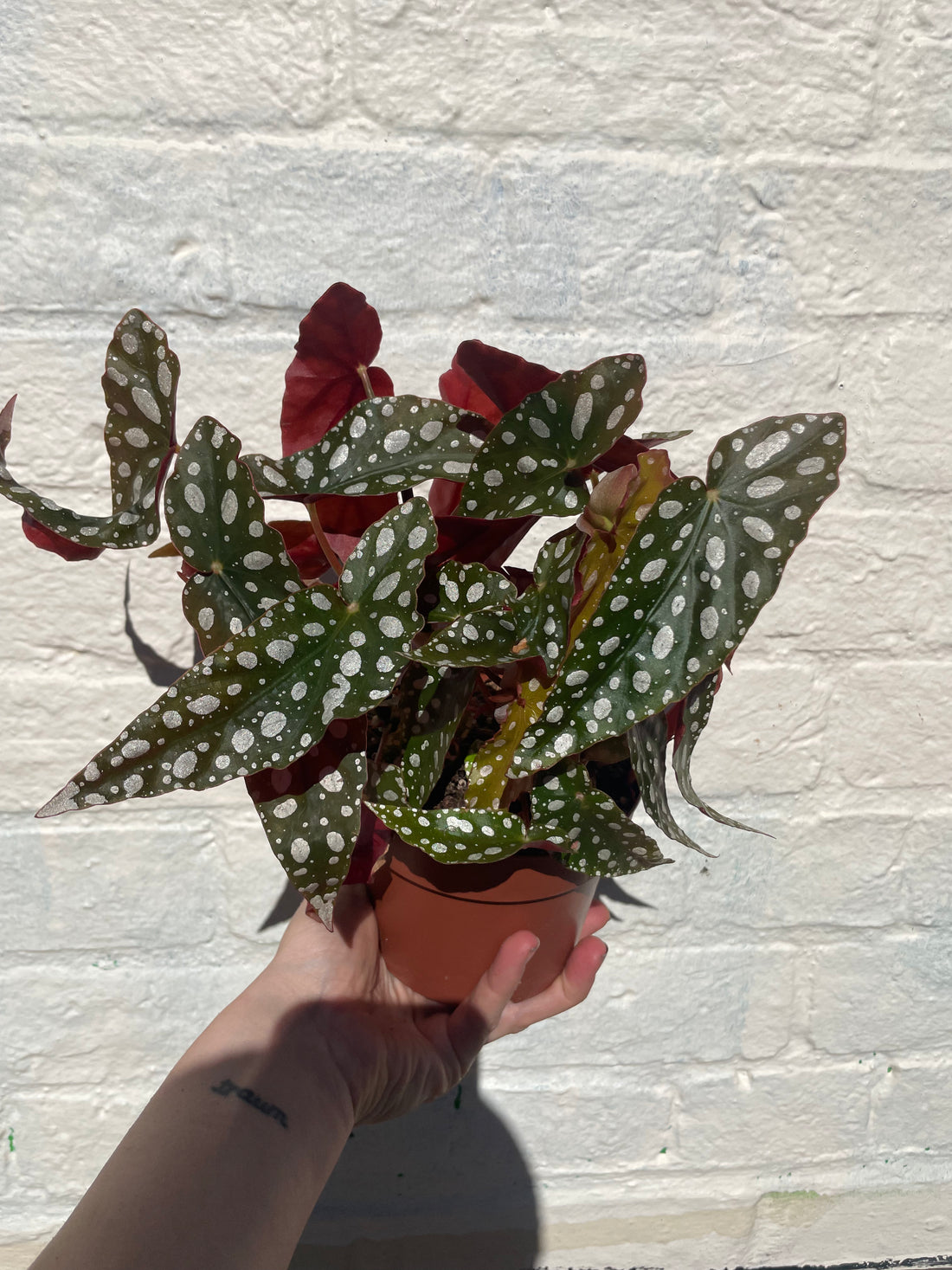 Begonia maculata &